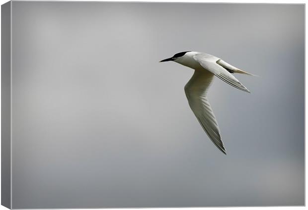 SANDWICH TERN Canvas Print by Anthony R Dudley (LRPS)
