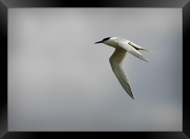 SANDWICH TERN Framed Print by Anthony R Dudley (LRPS)