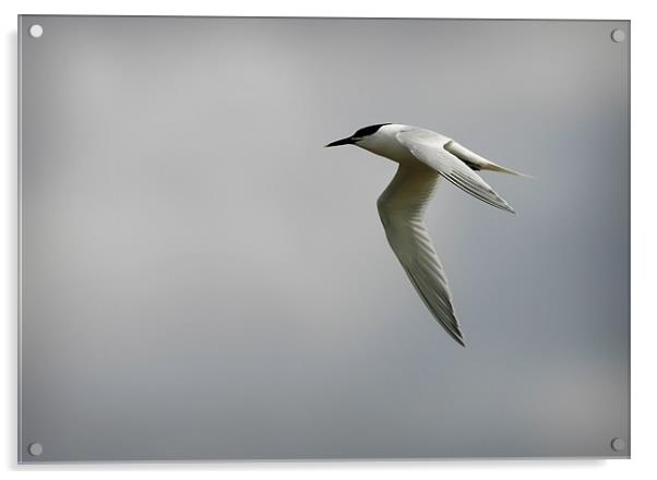 SANDWICH TERN Acrylic by Anthony R Dudley (LRPS)