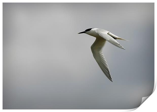 SANDWICH TERN Print by Anthony R Dudley (LRPS)