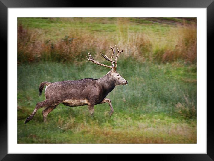 PERE DAVID DEER Framed Mounted Print by Anthony R Dudley (LRPS)