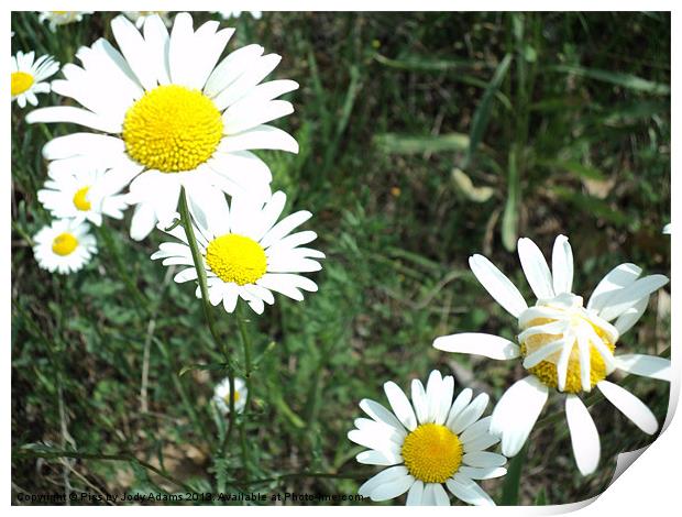 Peek a Boo Daisies Print by Pics by Jody Adams