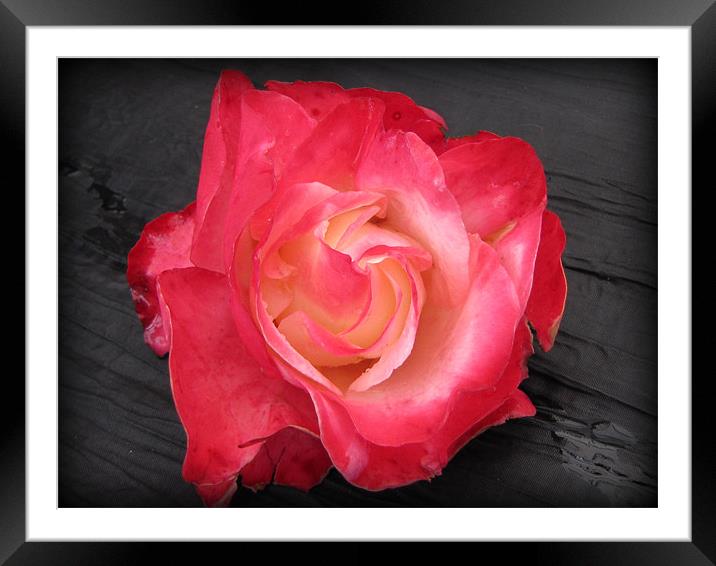 The beautiful rose Framed Mounted Print by sue davies