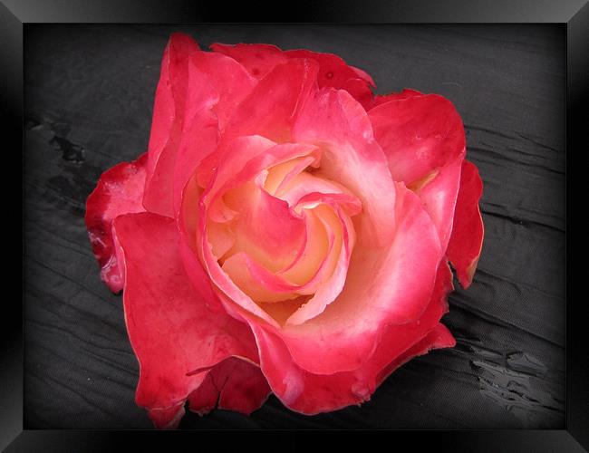 The beautiful rose Framed Print by sue davies
