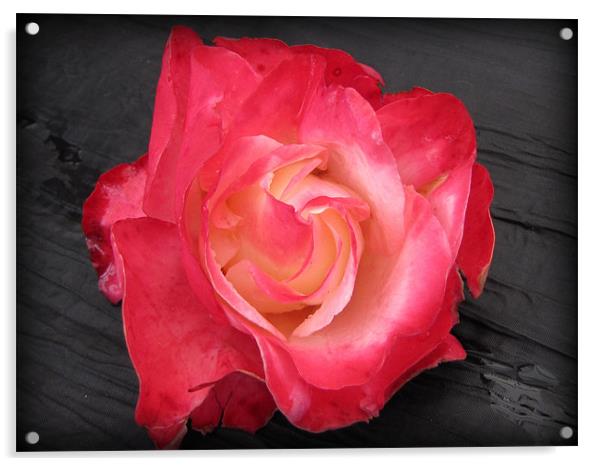 The beautiful rose Acrylic by sue davies