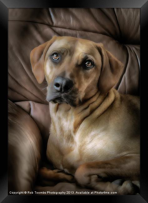 A PROUD PORTRAIT 2 Framed Print by Rob Toombs