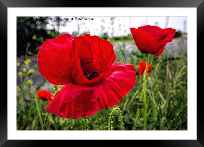 Wild poppy Framed Mounted Print by Thanet Photos