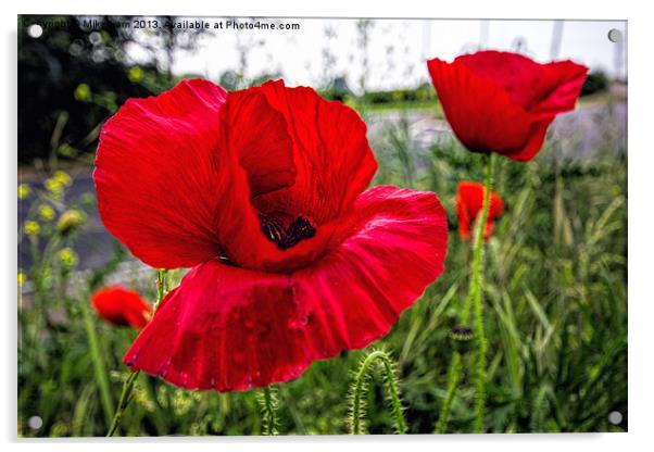 Wild poppy Acrylic by Thanet Photos