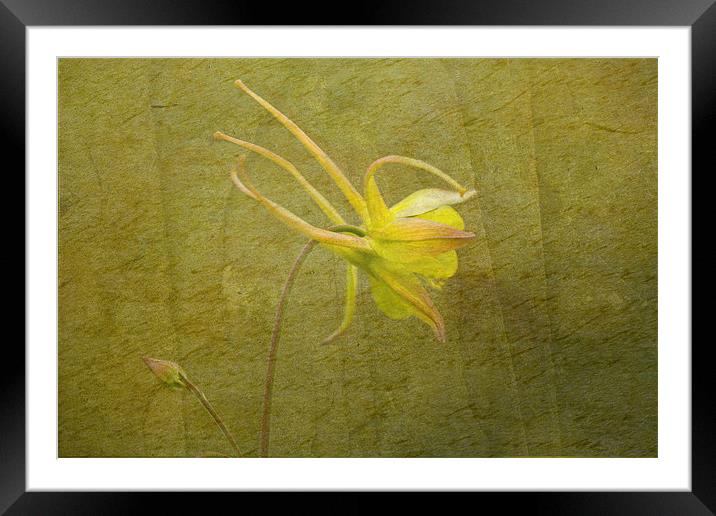 Columbine -Graceful Beauty Framed Mounted Print by LIZ Alderdice