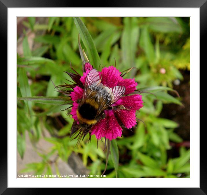 BUSY BEE Framed Mounted Print by Jacque Mckenzie