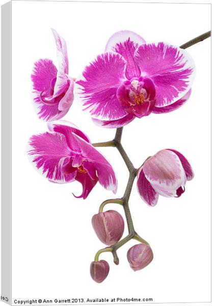 Pink Orchid Canvas Print by Ann Garrett
