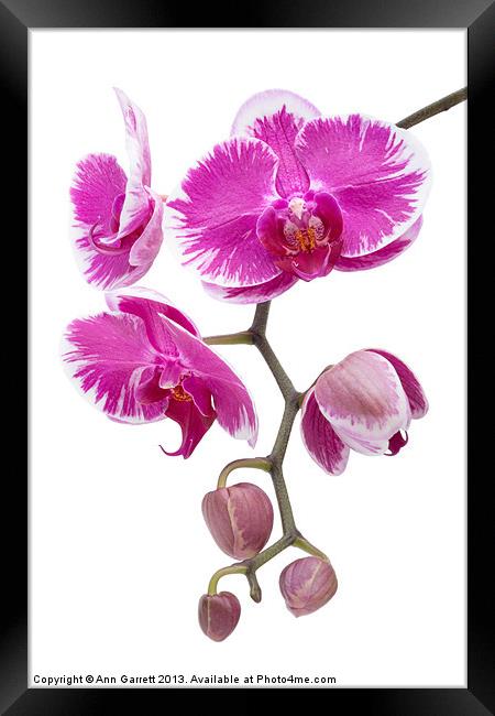 Pink Orchid Framed Print by Ann Garrett