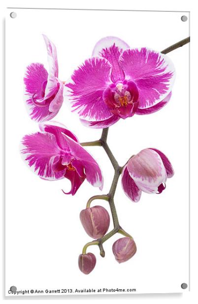 Pink Orchid Acrylic by Ann Garrett