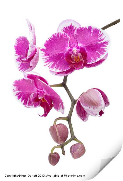 Pink Orchid Print by Ann Garrett