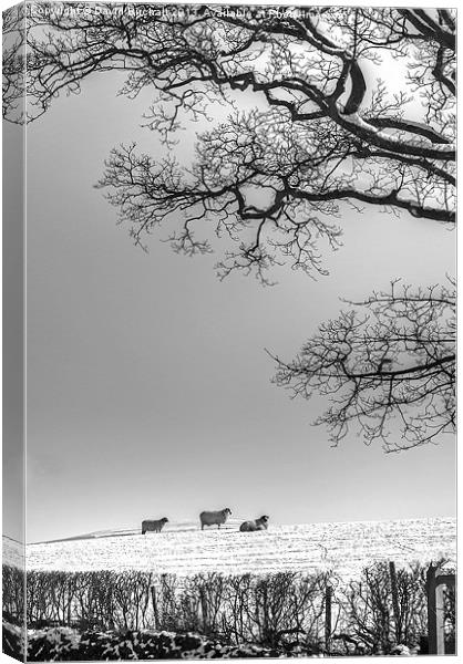 Waiting For Spring. Canvas Print by David Birchall