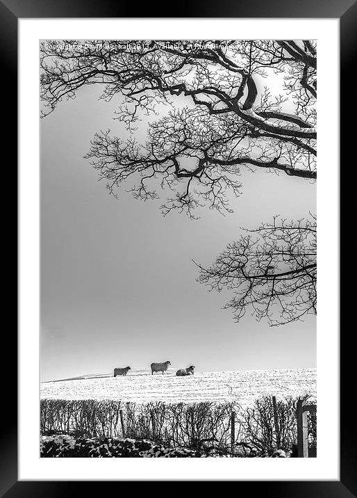 Waiting For Spring. Framed Mounted Print by David Birchall