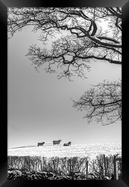 Waiting For Spring. Framed Print by David Birchall