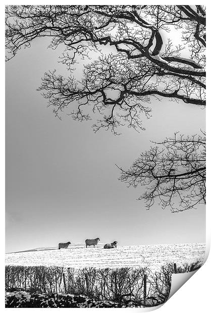 Waiting For Spring. Print by David Birchall