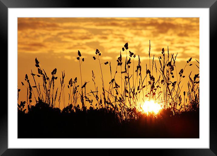 Late In The Day Framed Mounted Print by Neil Gavin