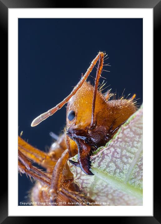 Leaf cutter ant at work Framed Mounted Print by Craig Lapsley