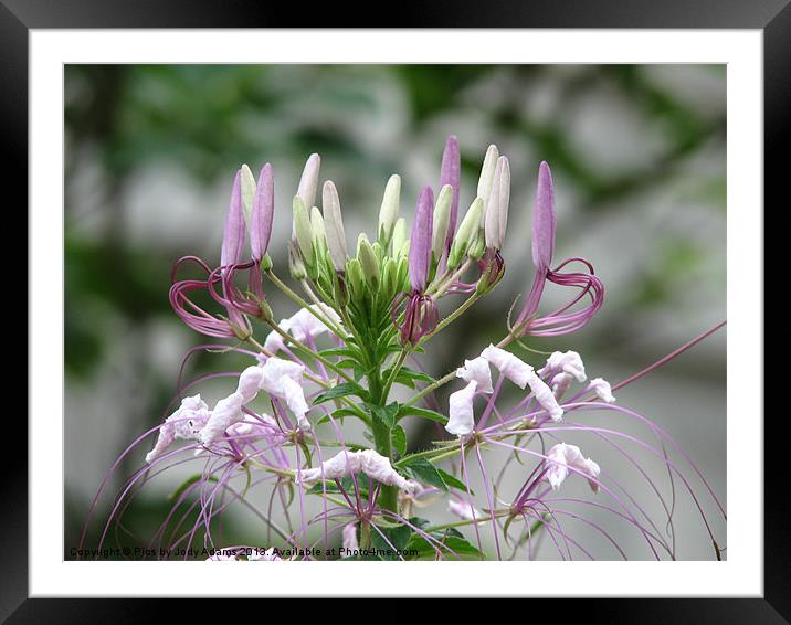 Lavender Spider Lilly Framed Mounted Print by Pics by Jody Adams