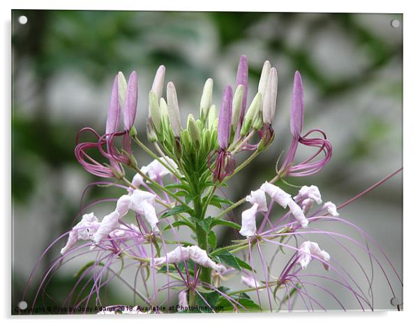 Lavender Spider Lilly Acrylic by Pics by Jody Adams