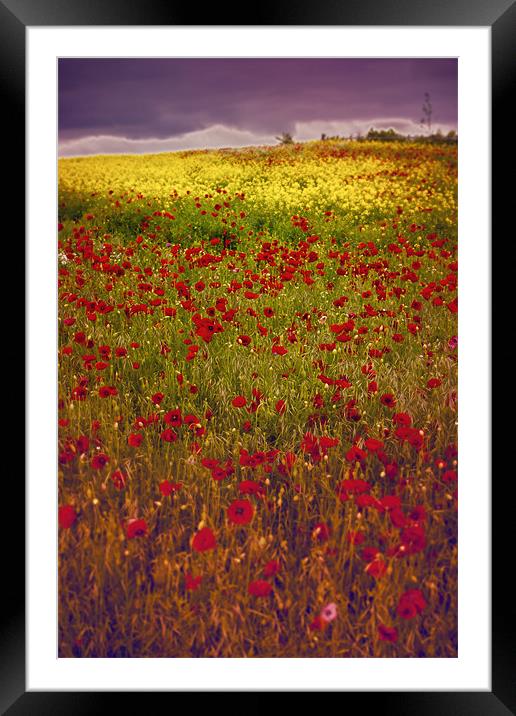 Bands of Colour Framed Mounted Print by Roger Dutton