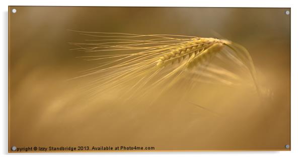 Ear of Barley Acrylic by Izzy Standbridge