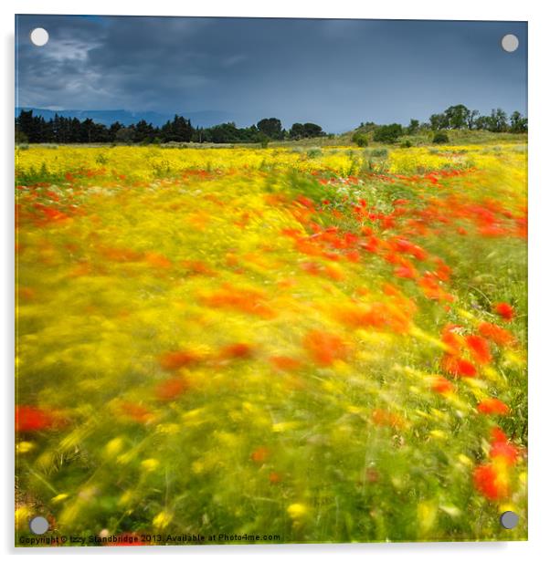Wild flower meadow long exposure Acrylic by Izzy Standbridge
