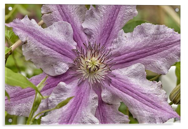 Clematis Acrylic by Mike Jennings