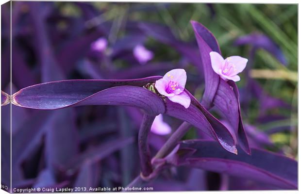 purple heart flowers Canvas Print by Craig Lapsley