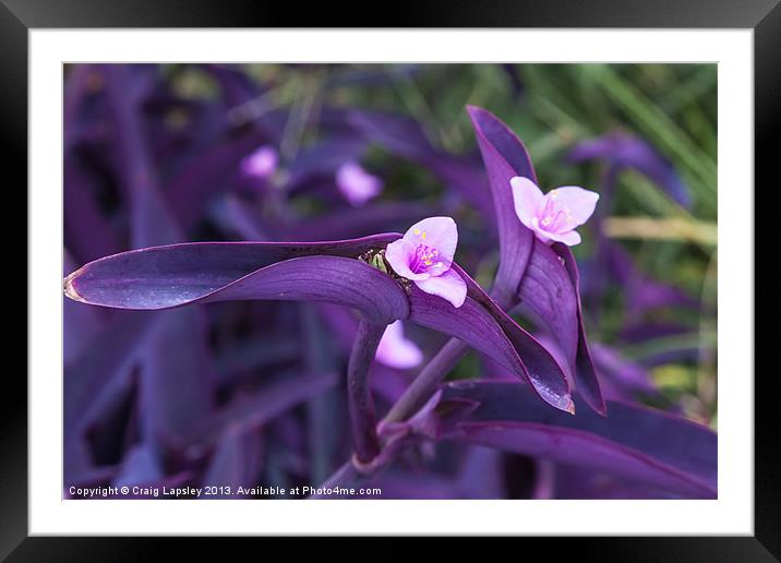 purple heart flowers Framed Mounted Print by Craig Lapsley