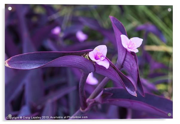 purple heart flowers Acrylic by Craig Lapsley