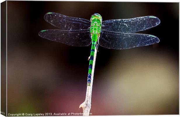 pretty green dragonfly at rest Canvas Print by Craig Lapsley