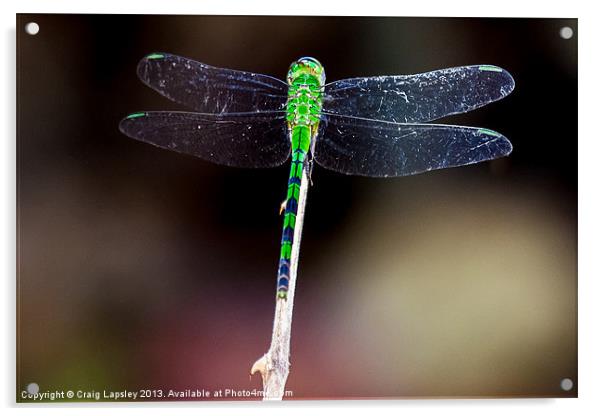 pretty green dragonfly at rest Acrylic by Craig Lapsley