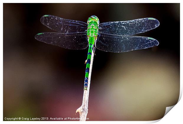 pretty green dragonfly at rest Print by Craig Lapsley