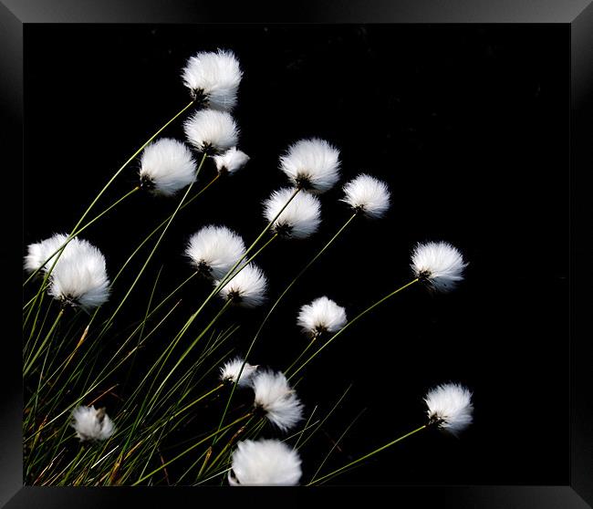 Cotton Grass Framed Print by andy harris