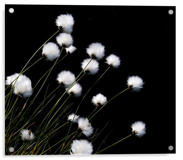 Cotton Grass Acrylic by andy harris