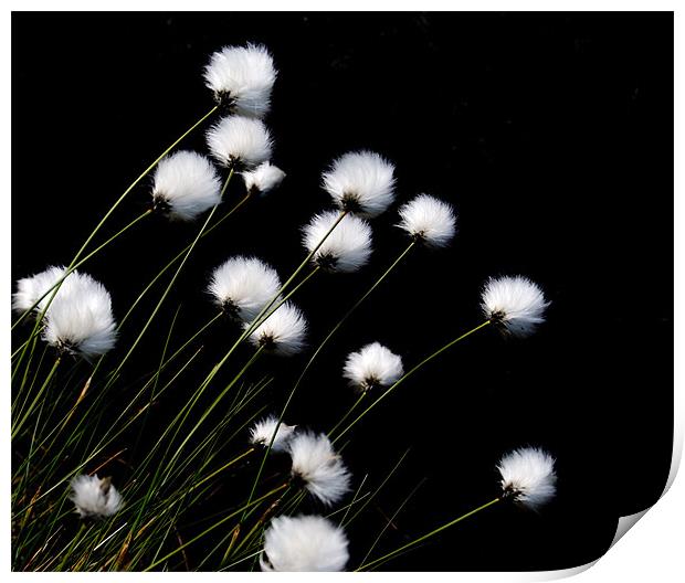 Cotton Grass Print by andy harris