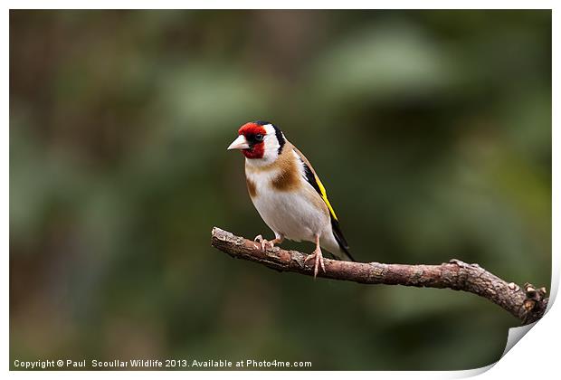 Goldfinch Print by Paul Scoullar