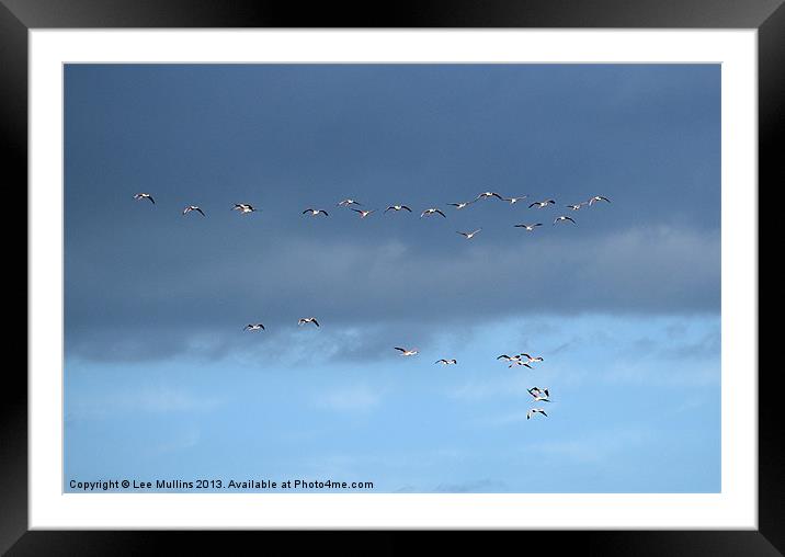 A flight of Flamingos Framed Mounted Print by Lee Mullins
