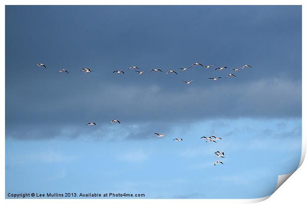 A flight of Flamingos Print by Lee Mullins