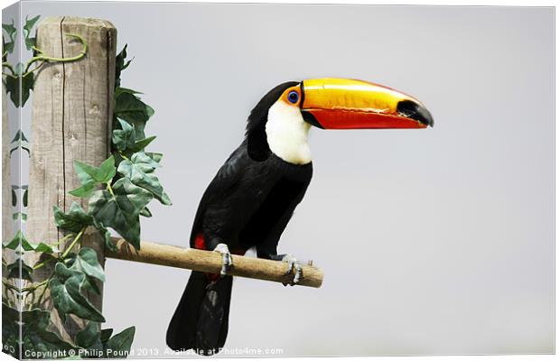 Toucan Canvas Print by Philip Pound