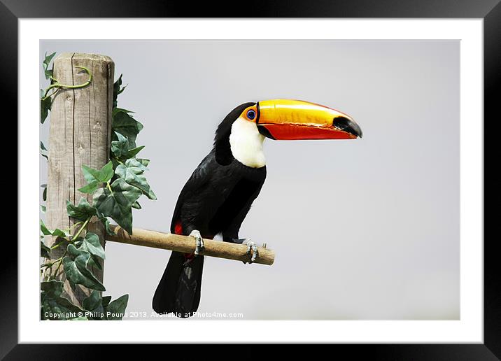 Toucan Framed Mounted Print by Philip Pound