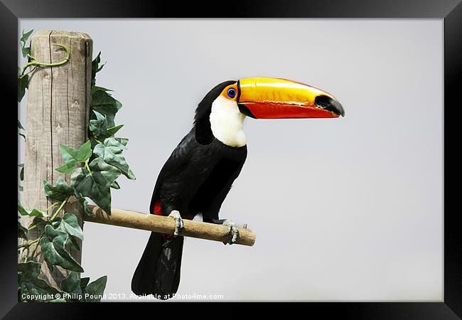 Toucan Framed Print by Philip Pound