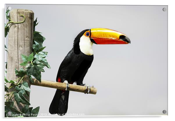 Toucan Acrylic by Philip Pound