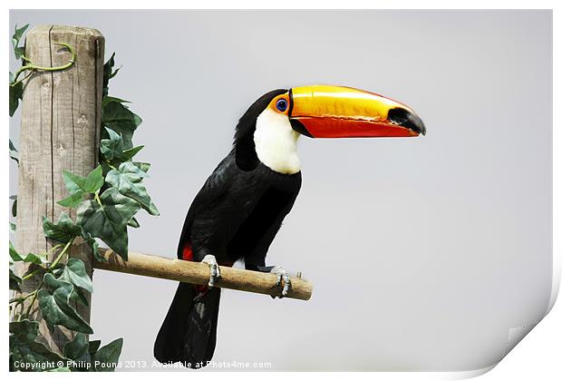 Toucan Print by Philip Pound