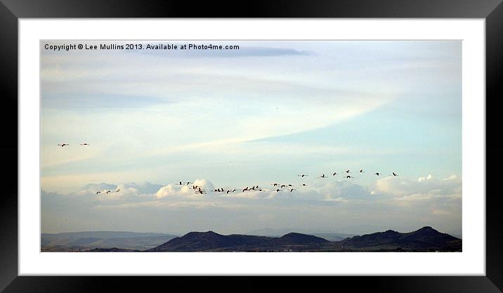 Flamingos in the evening sky Framed Mounted Print by Lee Mullins