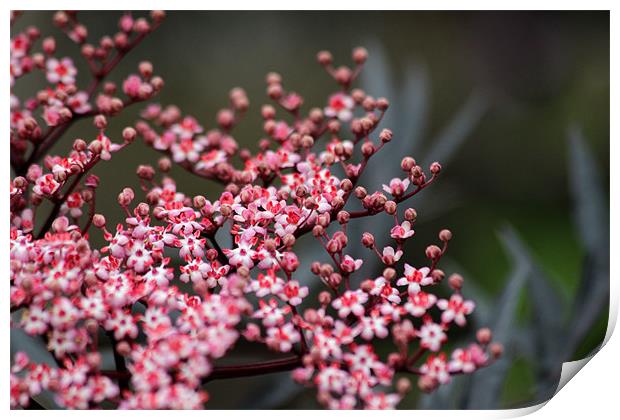 Sambucus nigra Print by Gavin Wilson