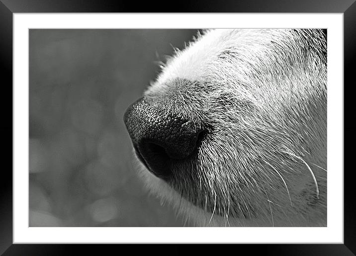 whats that smell Framed Mounted Print by Donna Collett